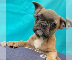 French Bulldog Puppy for sale in MIAMI, FL, USA