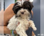 Small Shih Tzu Mix