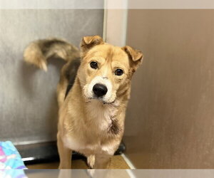 German Shepherd Dog-Unknown Mix Dogs for adoption in Martinez, CA, USA