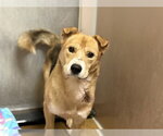 NEIL - Male German Shepherd Dog-Unknown Mix Dog for Adoption - Small photo