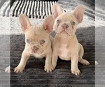 Small #2 French Bulldog
