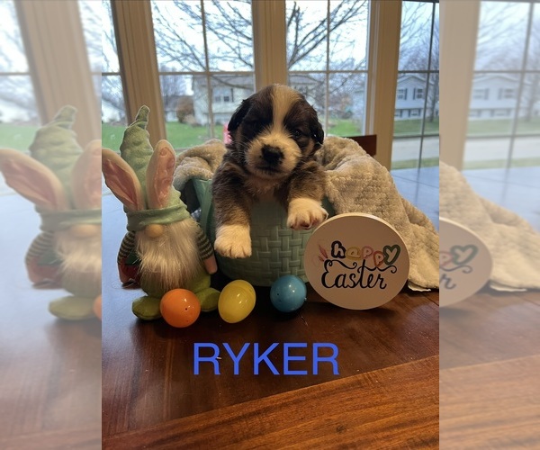 Medium Photo #1 Saint Bernese Puppy For Sale in BELLEVILLE, WI, USA