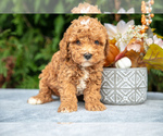 Puppy Rex Cavapoo