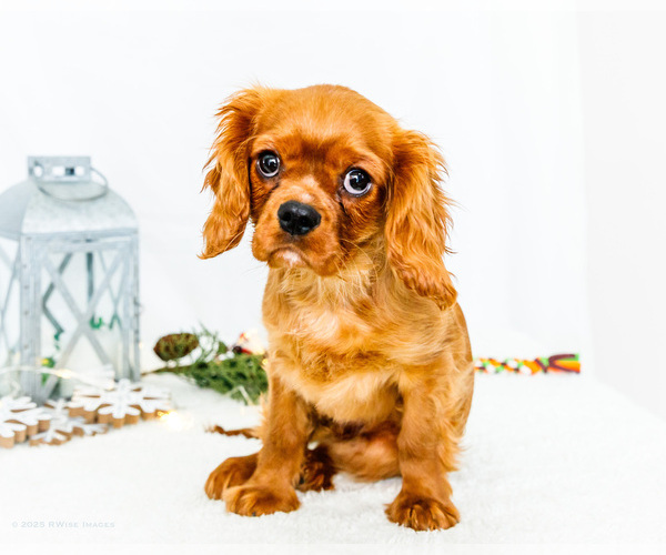 Medium Photo #1 Cavalier King Charles Spaniel Puppy For Sale in WAKARUSA, IN, USA
