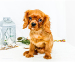Small Cavalier King Charles Spaniel