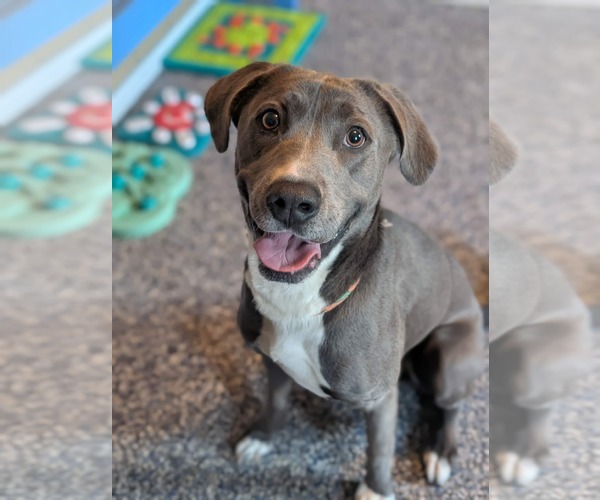 Medium Photo #1 Labrador Retriever-Unknown Mix Puppy For Sale in Holly Springs, NC, USA