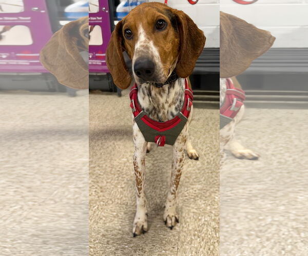 Medium Photo #21 Mutt Puppy For Sale in Rustburg, VA, USA