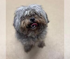 Poodle (Miniature) Dogs for adoption in Aurora, CO, USA