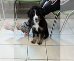 *PRETTY GIRL - Female Bernedoodle Dog for Adoption - Small photo