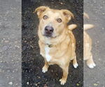Small #9 Golden Retriever Mix