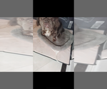 Small Photo #1 French Bulldog Puppy For Sale in SAINT PETERSBURG, FL, USA