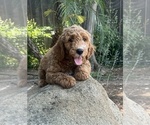 Puppy Ralph Goldendoodle