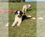 Puppy Btf3 Australian Shepherd