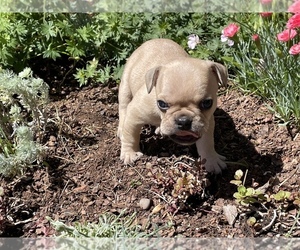 French Bulldog Puppy for sale in SILT, CO, USA
