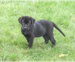 Marshall - Male Labrador Retriever Puppy for Sale - Photo #6