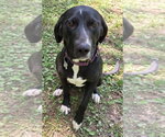 Small #1 Labrador Retriever Mix