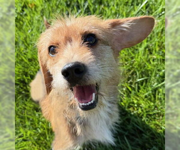 Medium Photo #3 Mutt Puppy For Sale in Arlington, VA, USA