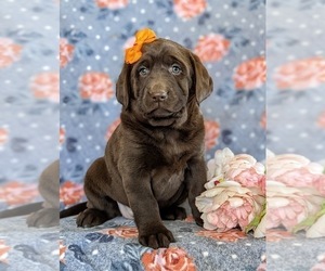 Labrador Retriever Puppy for sale in KIRKWOOD, PA, USA
