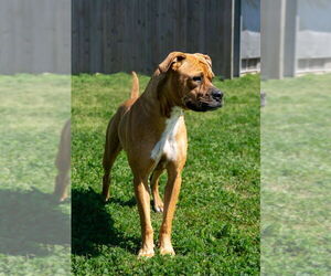 Mutt Dogs for adoption in Abbeville, LA, USA