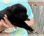 Puppy Marcus Labrador Retriever