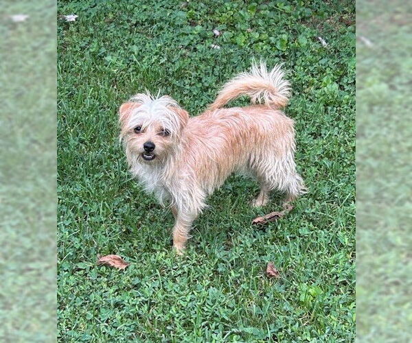 Medium Photo #2 Cairn Terrier-Unknown Mix Puppy For Sale in Wheaton, IL, USA