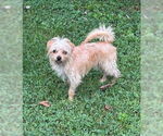 Small #1 Cairn Terrier Mix