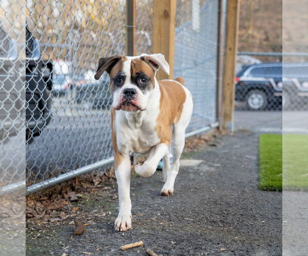Medium Photo #4 Boxer Puppy For Sale in Dumont, NJ, USA