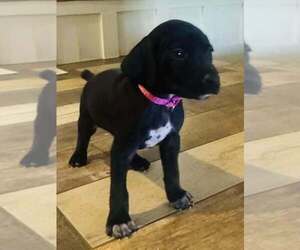 Medium German Shorthaired Pointer