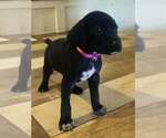 Puppy 2 German Shorthaired Pointer