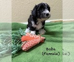 Puppy Puppy 4 Coton de Tulear