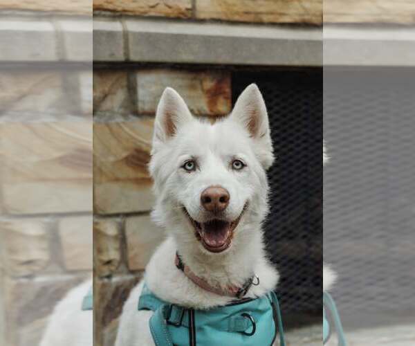 Medium Photo #2 Siberian Husky Puppy For Sale in Carrollton, TX, USA