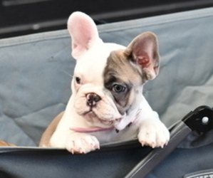 French Bulldog Puppy for Sale in GRAHAM, Washington USA