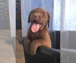 Puppy True chocolate Labrador Retriever
