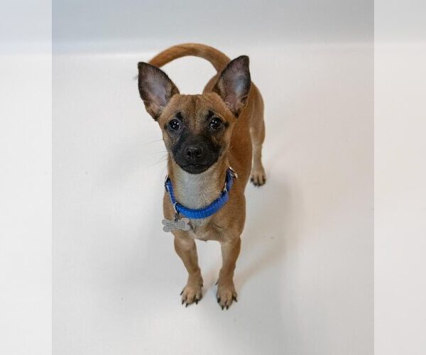 Medium Photo #6 Chihuahua-Unknown Mix Puppy For Sale in Kennesaw, GA, USA