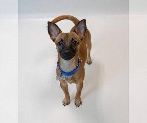 Buster - Male Chihuahua-Unknown Mix Dog for Adoption - Photo #6