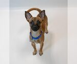 Small Photo #6 Chihuahua-Unknown Mix Puppy For Sale in Kennesaw, GA, USA