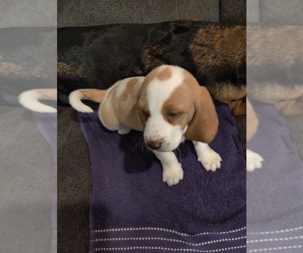 Medium Photo #2 Bagle Hound-Basset Hound Mix Puppy For Sale in CENTRALIA, WA, USA