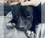 Small #6 American Pit Bull Terrier Mix