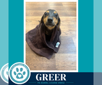 Small #3 Dachshund