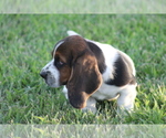 Small Photo #13 Basset Hound Puppy For Sale in MEMPHIS, MO, USA