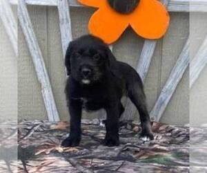 Boxer-Poodle (Standard) Mix Puppy for sale in CANAJOHARIE, NY, USA