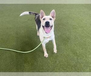 German Shepherd Dog-Unknown Mix Dogs for adoption in Waco, TX, USA