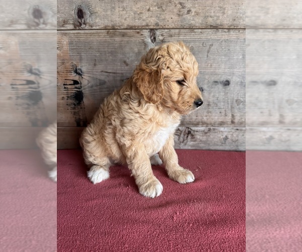 Medium Photo #2 Goldendoodle (Miniature) Puppy For Sale in VERMONTVILLE, MI, USA