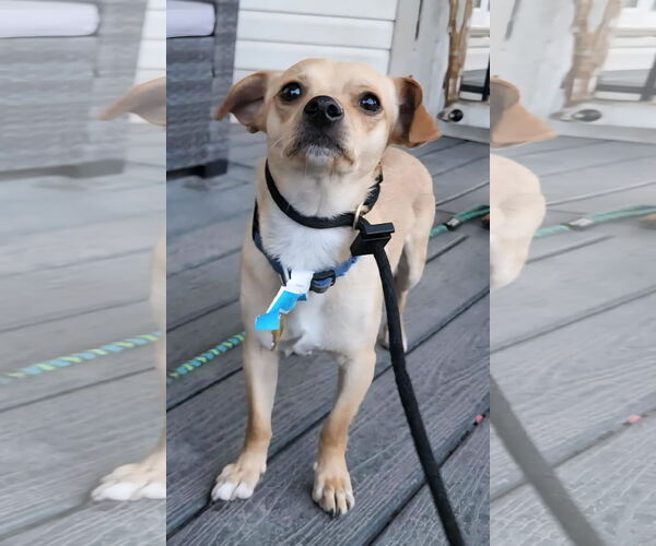 Medium Photo #16 Chihuahua Puppy For Sale in Sandy, UT, USA