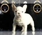 Puppy Marley AKC French Bulldog