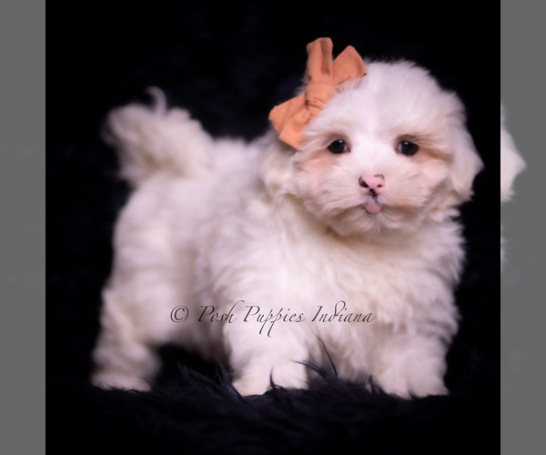 Medium Photo #71 Maltese Puppy For Sale in WARSAW, IN, USA