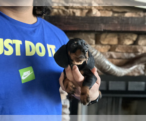 Dachshund Puppy for Sale in NORWALK, California USA
