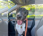 Small #8 Bull Terrier Mix
