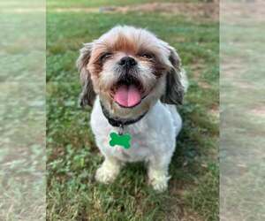 Appa and Azula - Female Shih Tzu Dog for Adoption - Photo #3