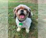 Small #2 Shih Tzu